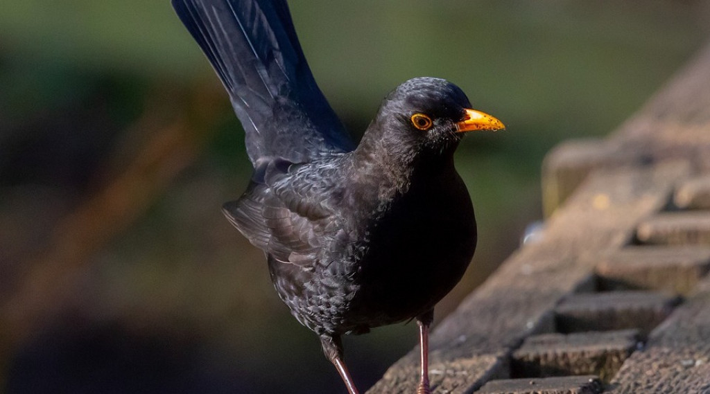 Afbeelding bij Merels niet onverdeeld blij met titel Vogel van het Jaar 2022.