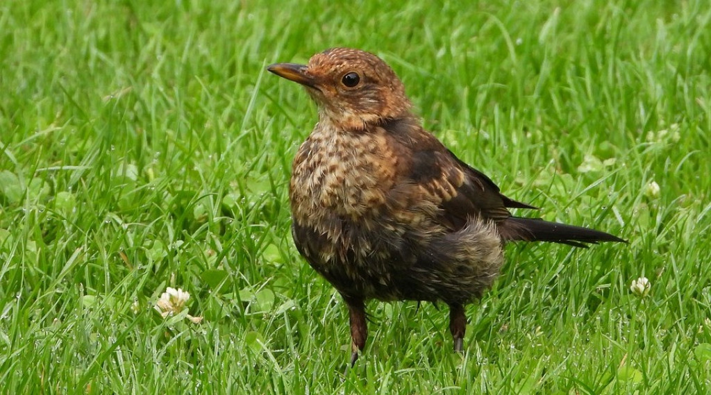 Afbeelding bij Merels niet onverdeeld blij met titel Vogel van het Jaar 2022.