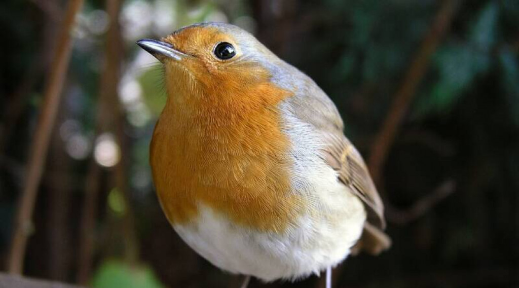 Afbeelding bij ‘OPTIEFEN!’