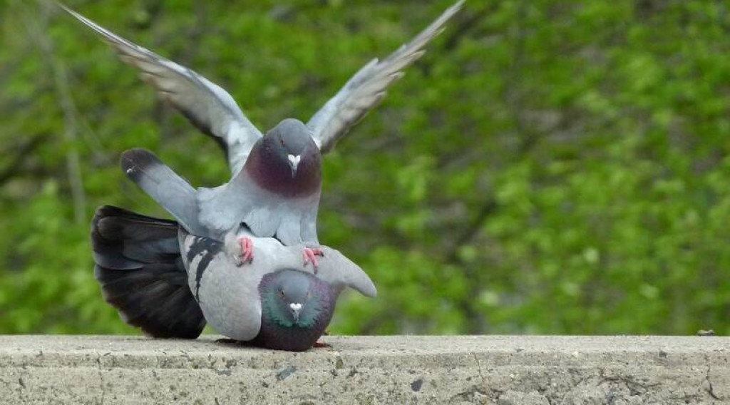 Afbeelding bij Onhandige uitsteeksels