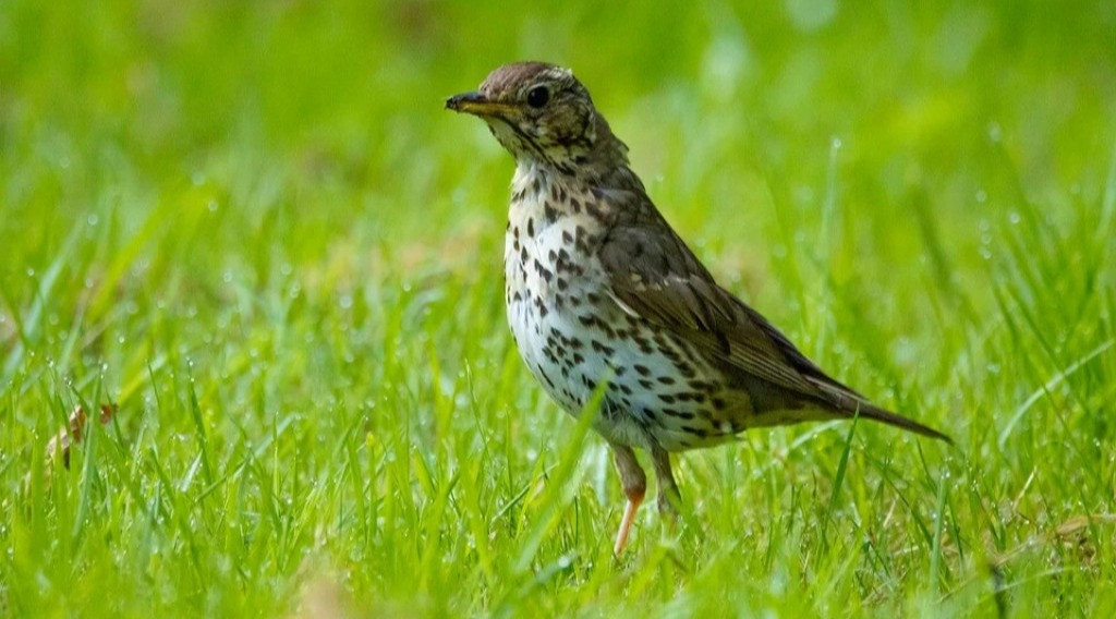 Afbeelding bij ROEPTOETERS