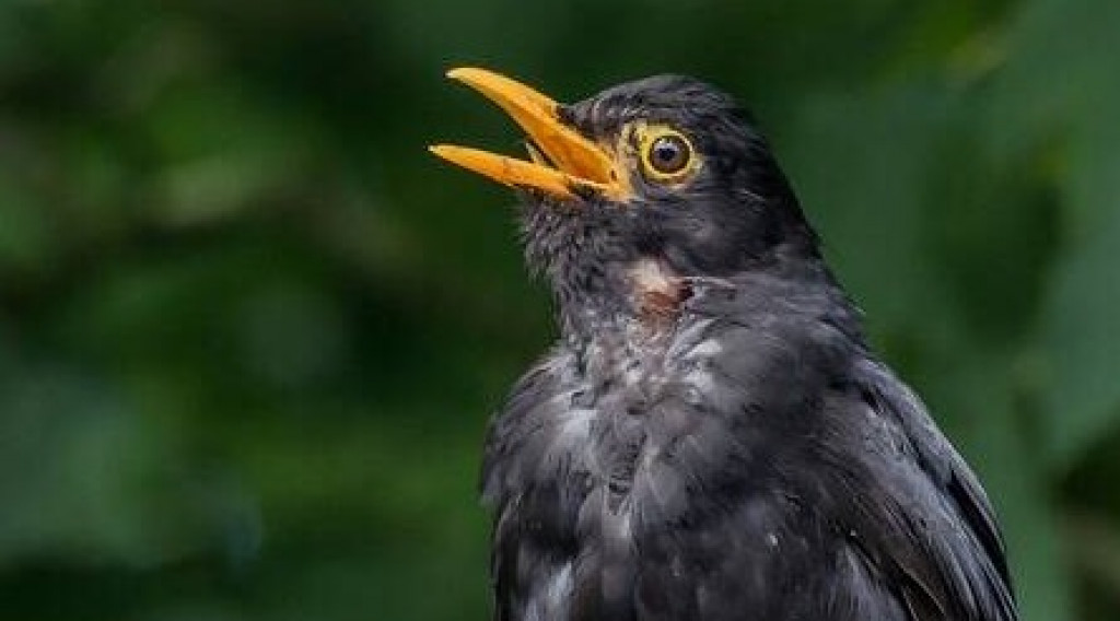 Afbeelding bij Liever een dode poster dan een levende vogel?