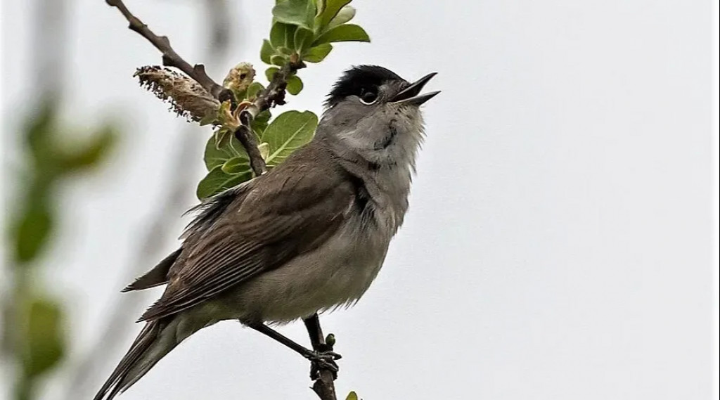 Afbeelding bij Rode en Groene Lijsters
