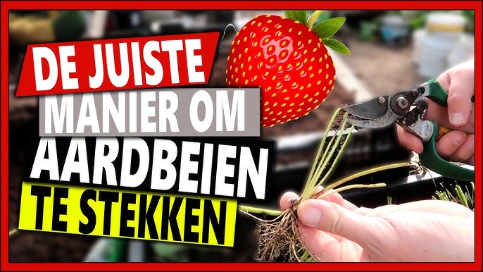 Aardbeien-stekken-uitleg-video-youtube
