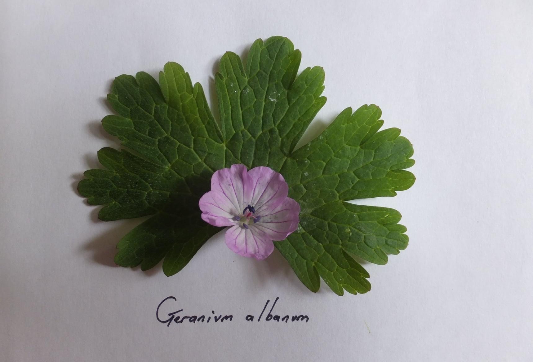 Geranium: alles over soorten, verzorging, bloei, kopen, delen, planten en snoeien