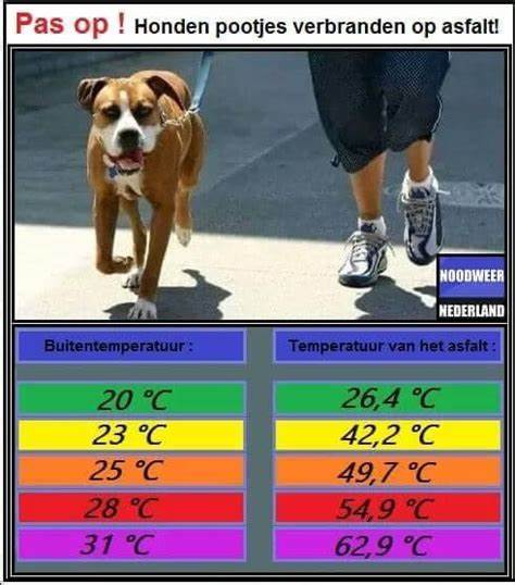 Honden-verzorgen-afkoelen-met-warm-weer
