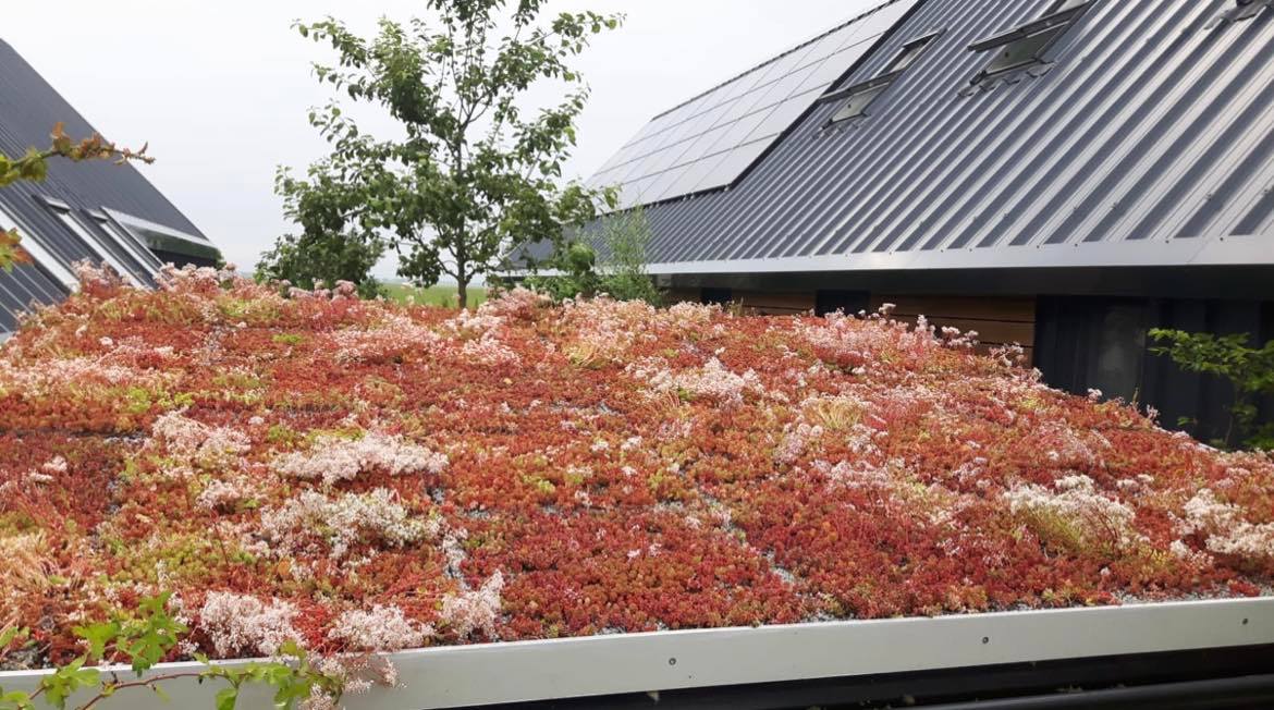 Sedum-tegel-groendak-voorbeeld-installatie-resultaat