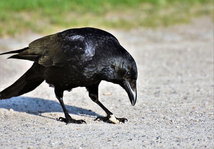 verschil-kraaiachtige-vogels-in-de-tuin-kauw-kraai-raaf-roeken-uiterlijke-kenmerken