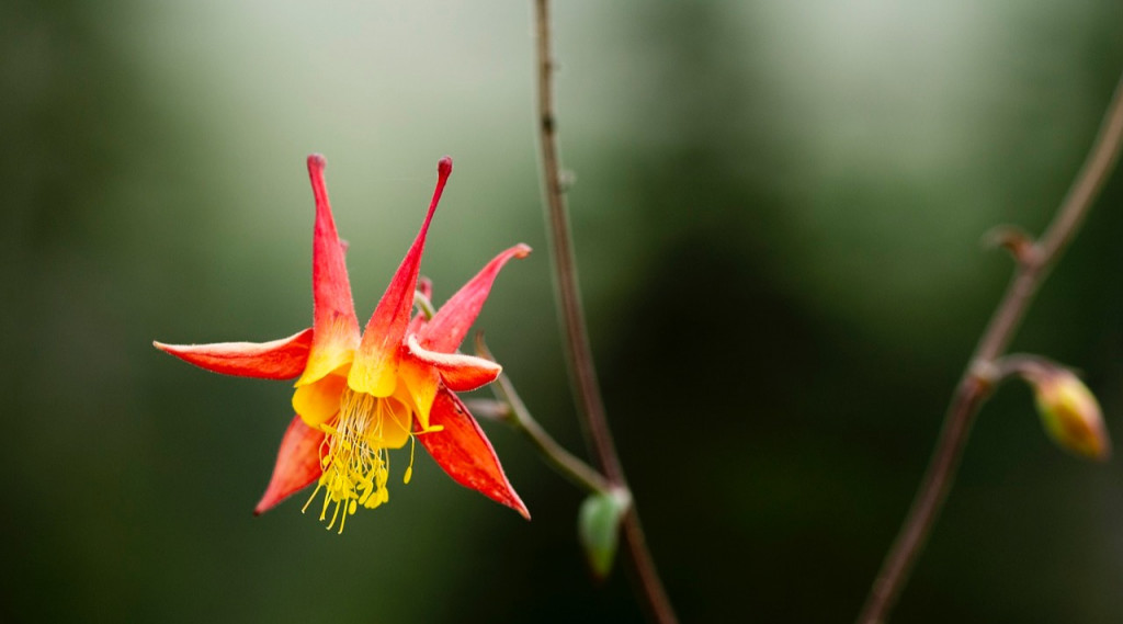 Afbeelding bij Akelei een echte tuinnomade