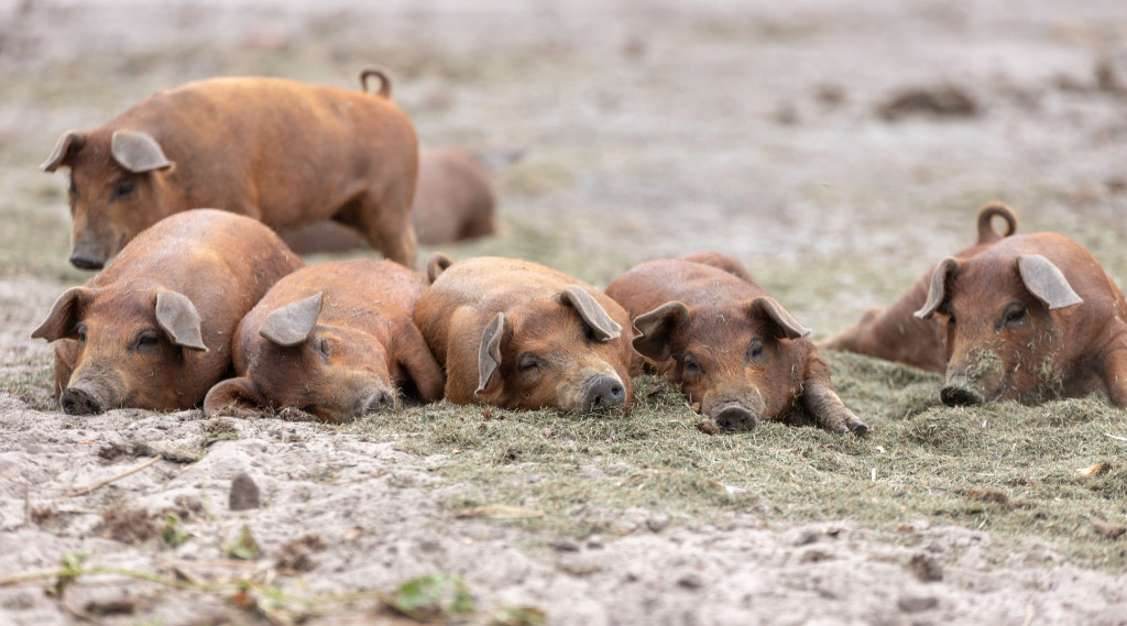 Afbeelding bij Akkervarkens voor natuurlijk onderhoud en bestrijding moeilijk beheersbare onkruidsoorten.