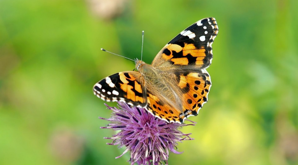 Afbeelding bij Hoe maak ik mijn tuin aantrekkelijk voor vlinders en bijen