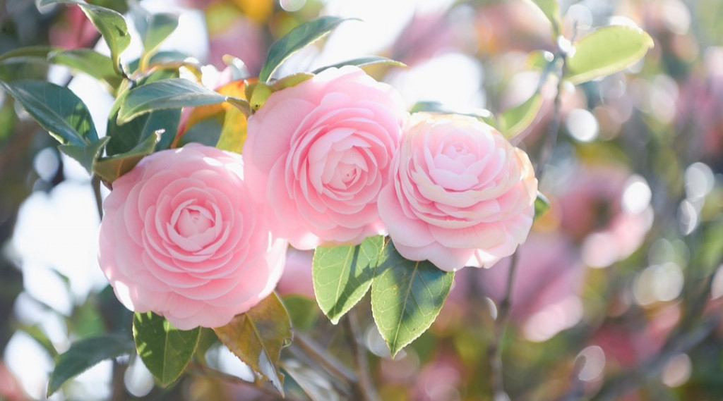 Afbeelding bij Alles wat je moet weten over het verzorgen van een Camellia in jouw tuin