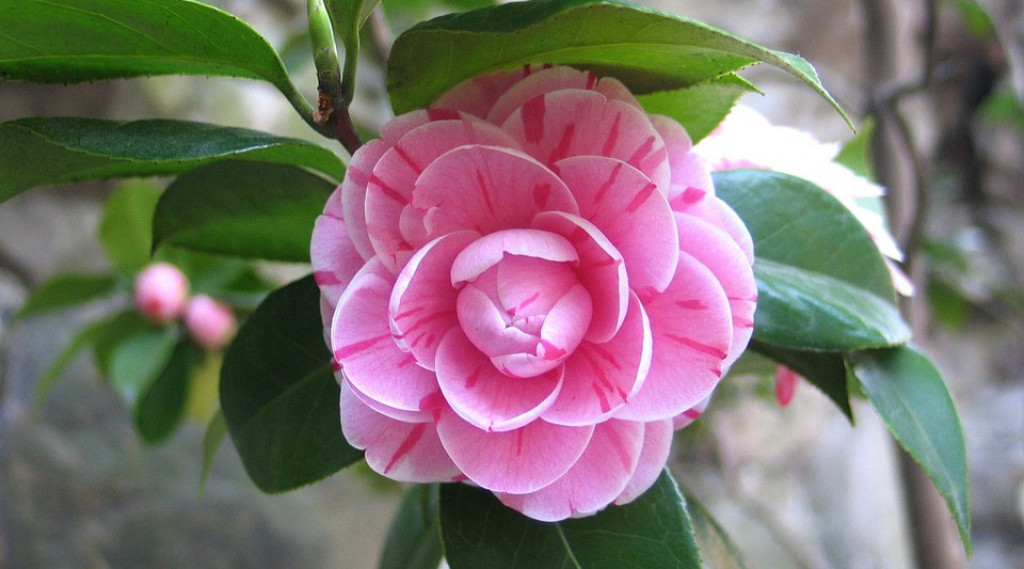 Afbeelding bij Alles wat je moet weten over het verzorgen van een Camellia in jouw tuin