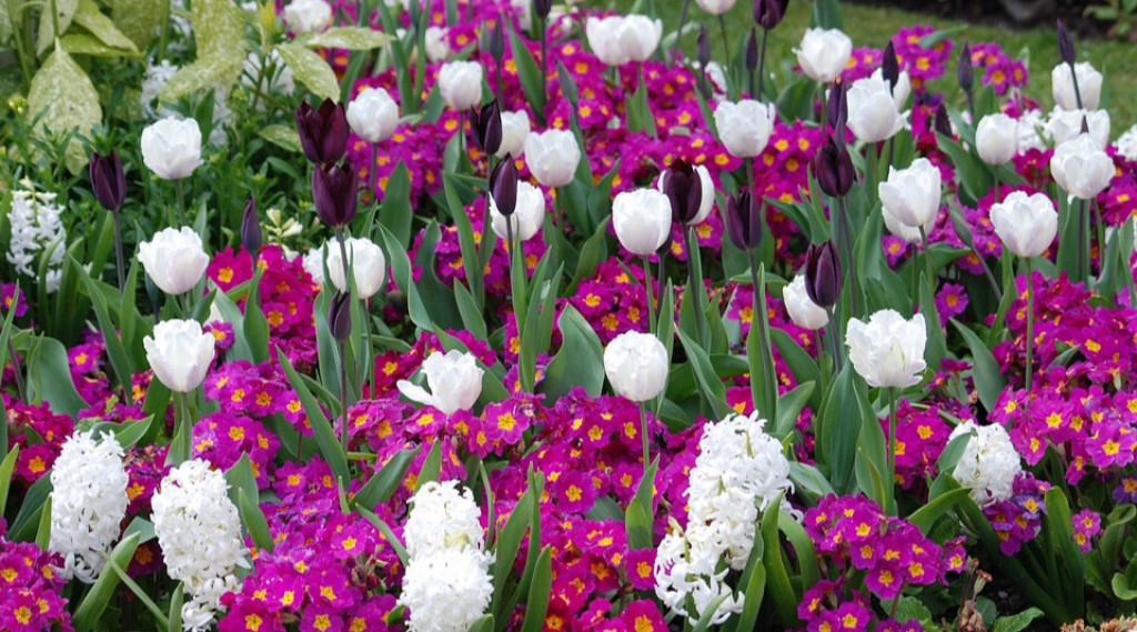 Afbeelding bij Primula / Sleutelbloem soorten | perkplanten en zomerbloeiers