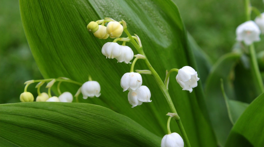Afbeelding bij lelietje-van-dalen of meiklokje (Convallaria majalis)