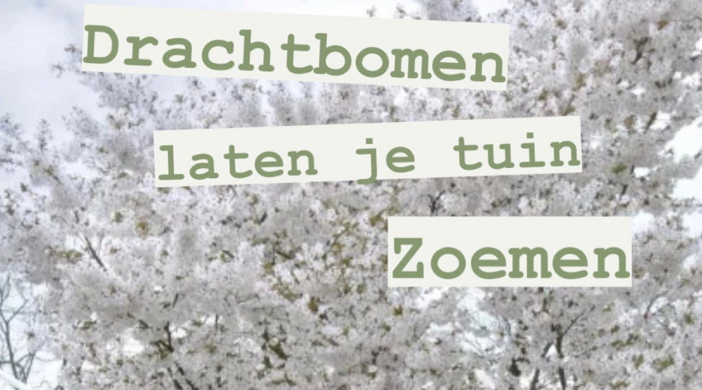 Afbeelding bij Topbomen zijn drachtbomen voor insecten, van vlinders tot wilde bijen.