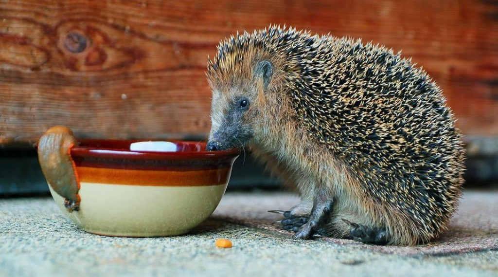 Afbeelding bij OPROEP: zet een schaaltje water buiten voor de egel tijdens de droogte