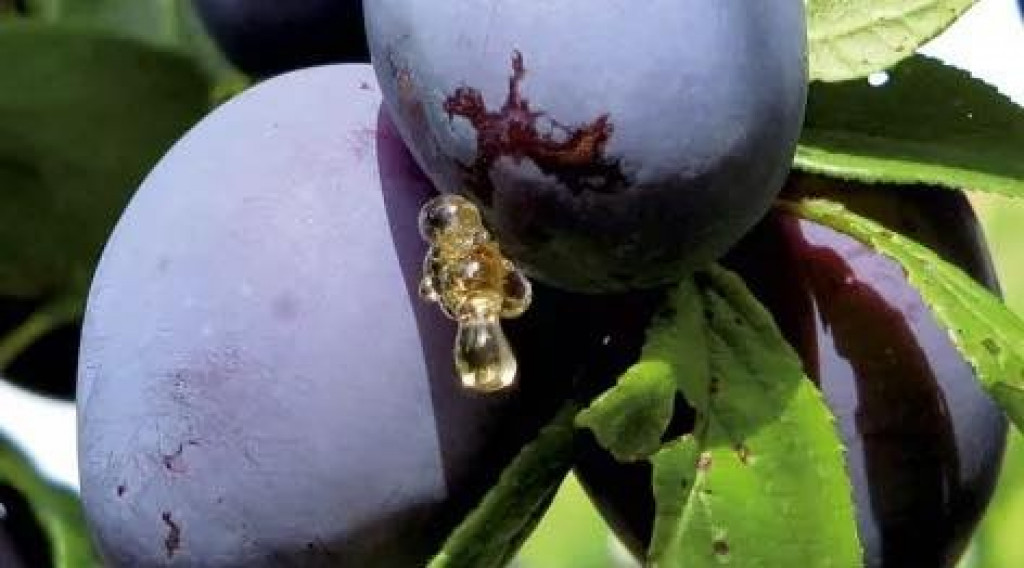 Afbeelding bij Kleurloos harsachtig druppel- tje op je pruimen