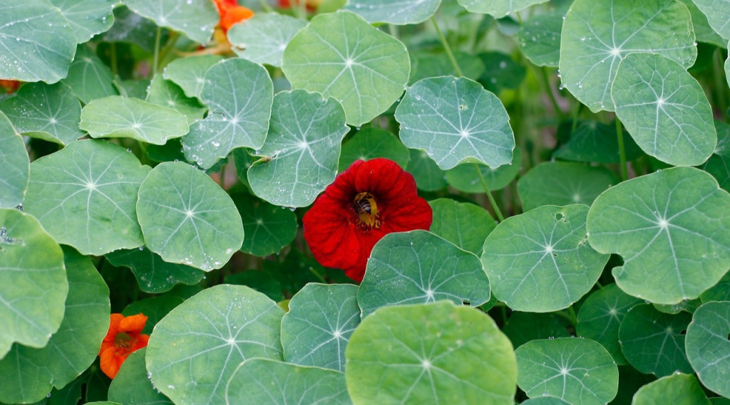 Afbeelding bij Eetbare kleurrijke tuinplanten