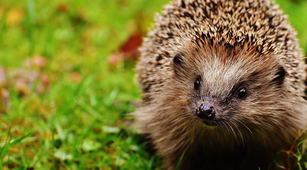 Afbeelding bij Maak van je tuin een egelparadijs