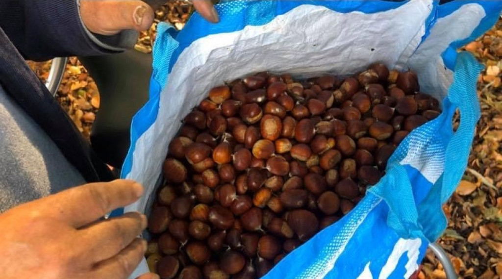 Afbeelding bij Wildplukkers - beroof de dieren niet onnodig van hun wintervoedsel