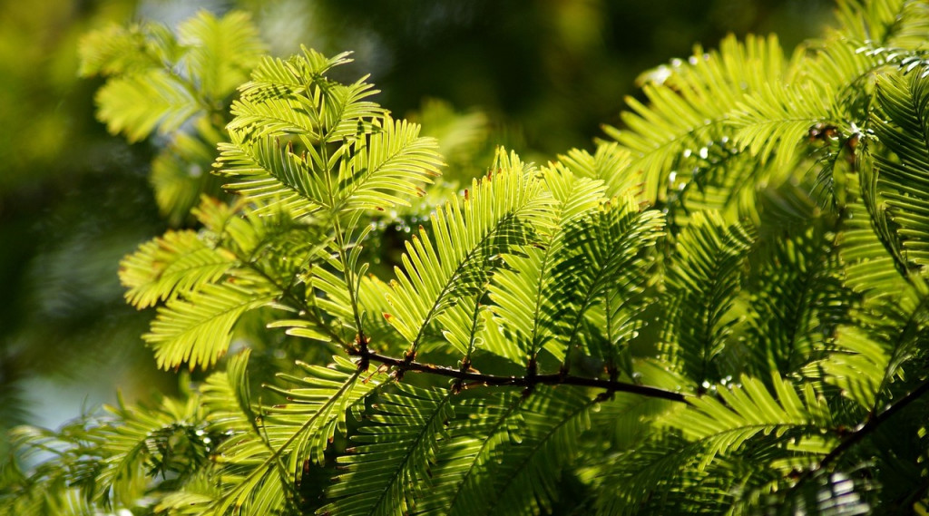 Afbeelding bij Taxushagen of solitaire groeivormen geven elke tuin een luxe uitstraling.