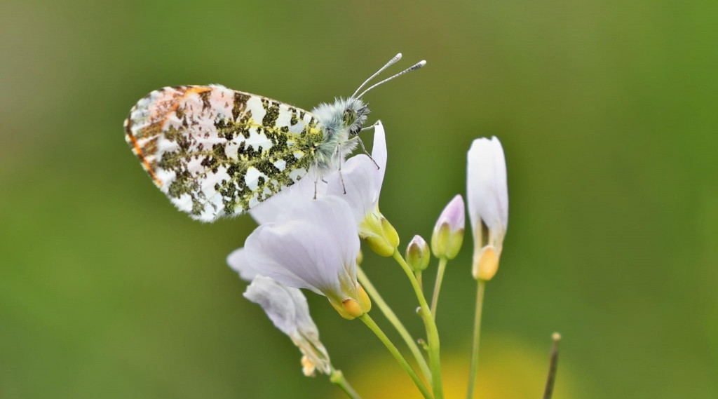 Afbeelding bij Ontdek de inheemse waardplant: de Pinksterbloem (Cardamine pratensis)