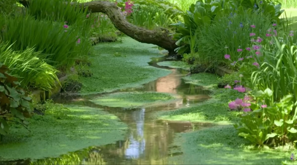 Afbeelding bij Gardeners' World 2024 aflevering 7 | Duurzaam tuinieren: van bosranden tot groene buitenruimtes