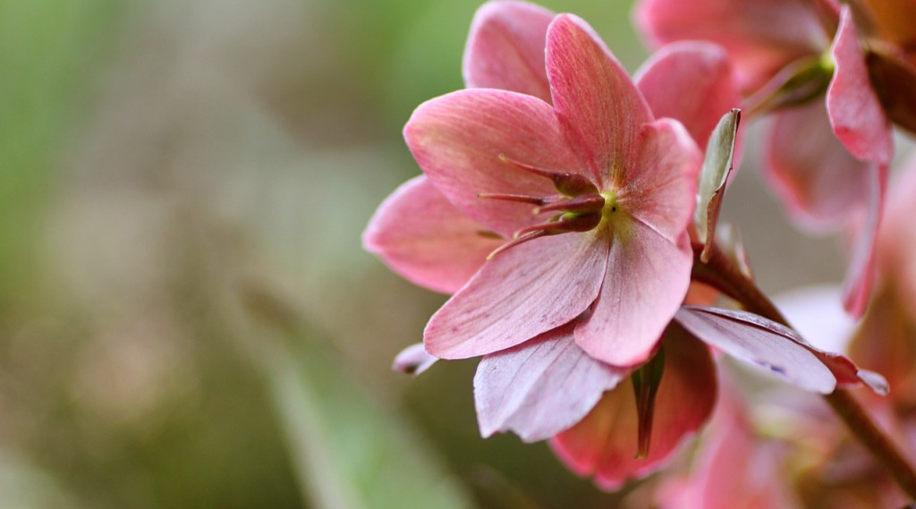 Afbeelding bij Snoeien doet bloeien | Verzorgingstips voor meer Helleborus bloemen