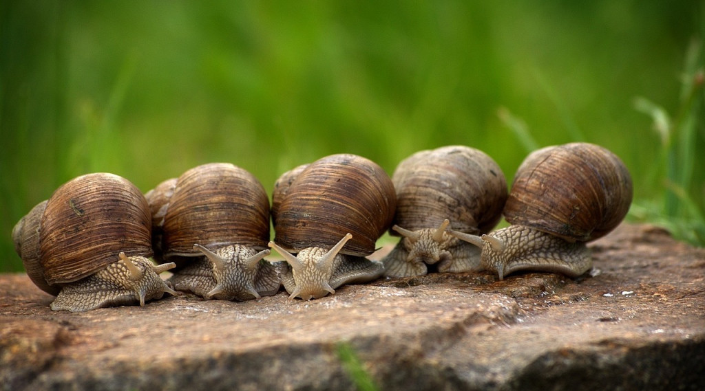 Afbeelding bij Egels lossen slakkeninvasie in de tuin op