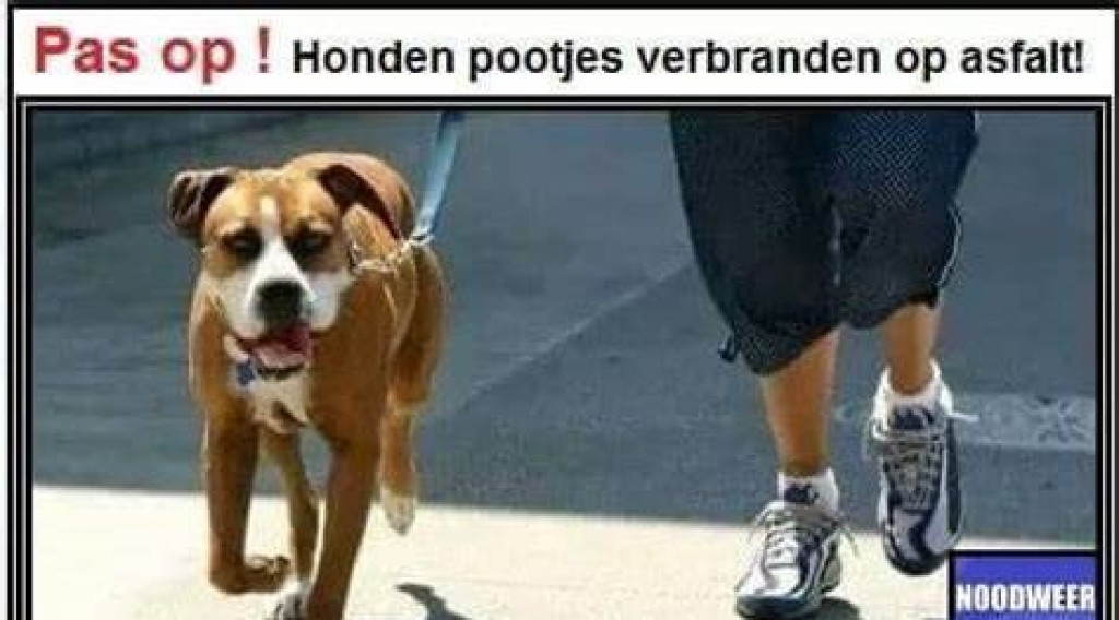 Afbeelding bij Wees alert met het uitlaten van je honden op warme dagen