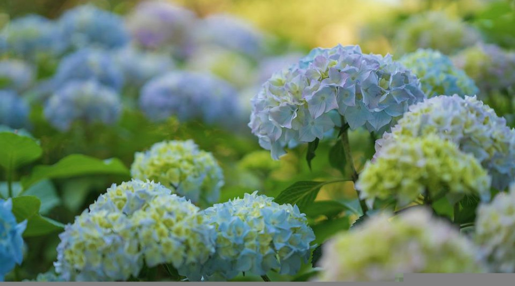 Afbeelding bij Hoe stek je een hortensia