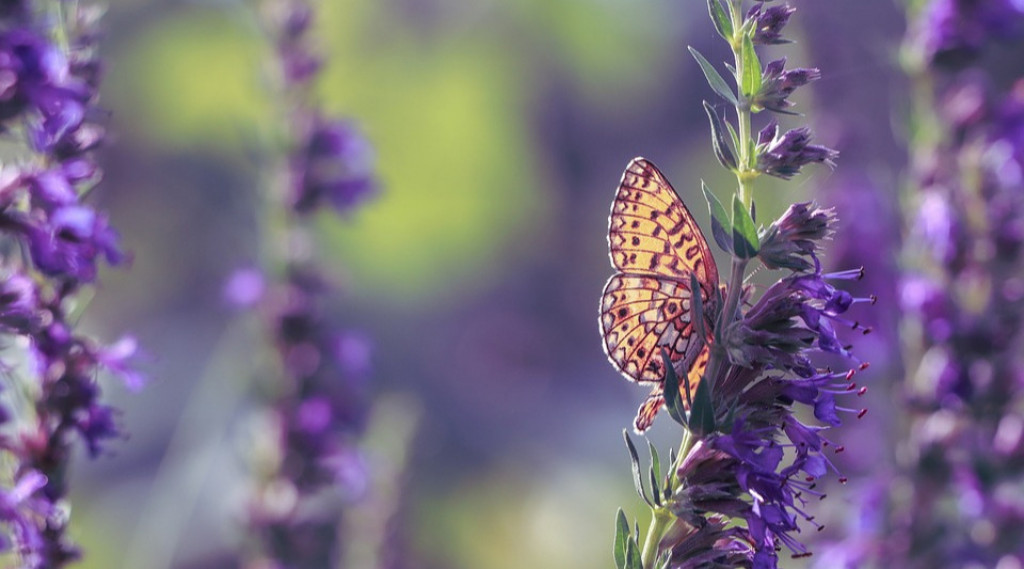 Afbeelding bij Hyssop:  Het Gonst van de bijen rondom deze plant