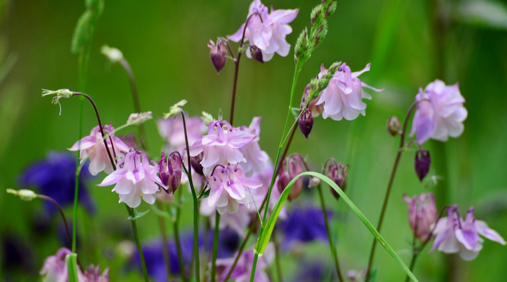Afbeelding bij Vaste planten stimuleren de biodiversiteit in een tuin | uitleg en plantlijst