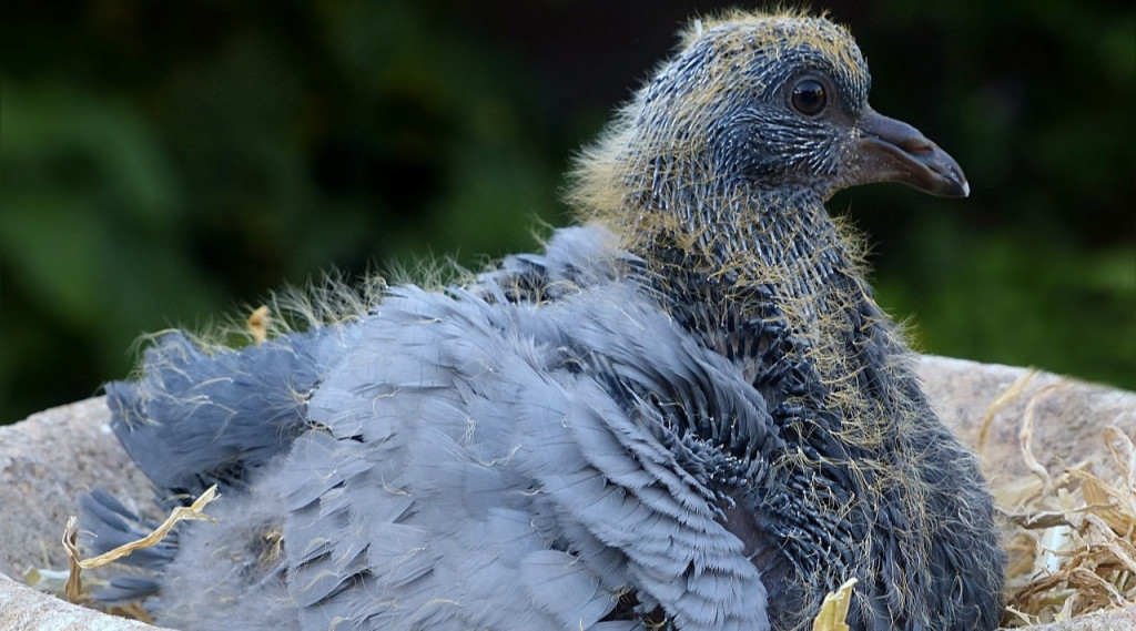 Afbeelding bij Tuinnetten vormen een gevaar voor vogels en egels