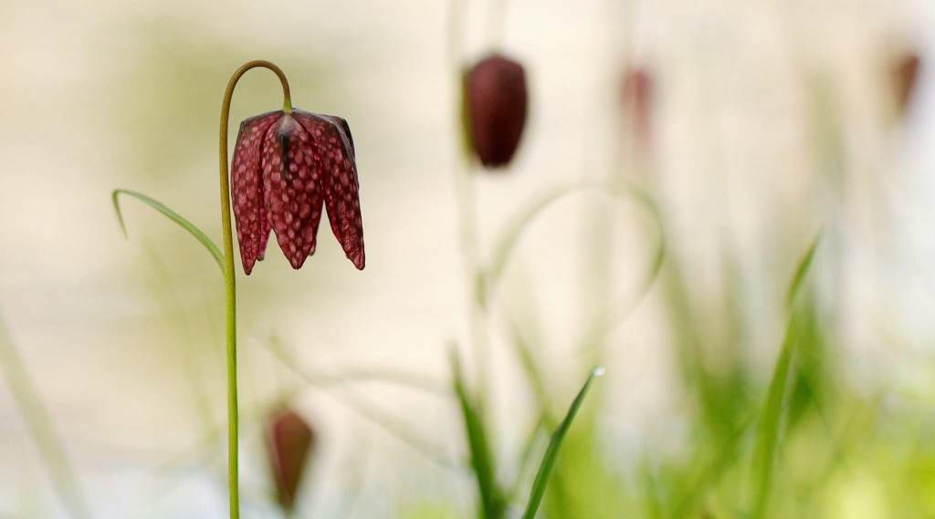 Afbeelding bij De Kievitsbloem