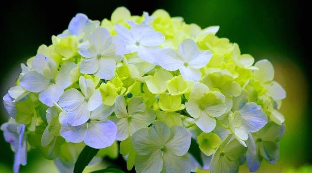 Afbeelding bij Hortensia soorten die lang bloeien
