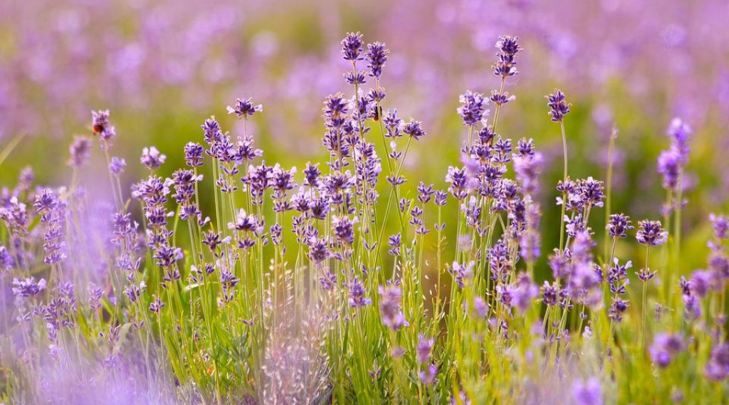 Afbeelding bij Planten in tuincentra bevatten nog steeds gevaarlijke bestrijdingsmiddelen - Lavendel spande de kroon