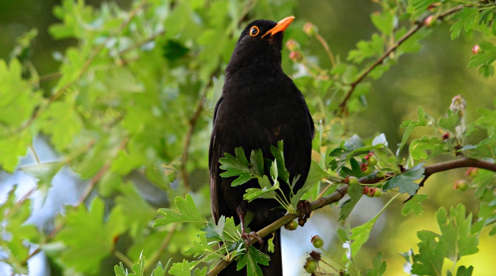 Afbeelding bij Vogelgezang in de tuin: de veelzijdige wereld van de Merel