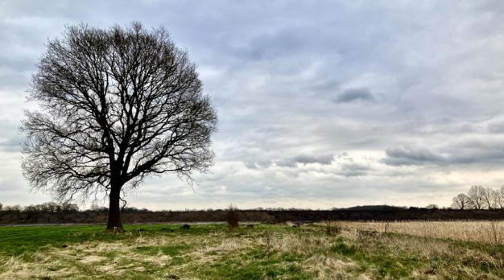 Afbeelding bij Gezonde monumentale zomereik moet wijken om plaats te maken voor (groene) stroom