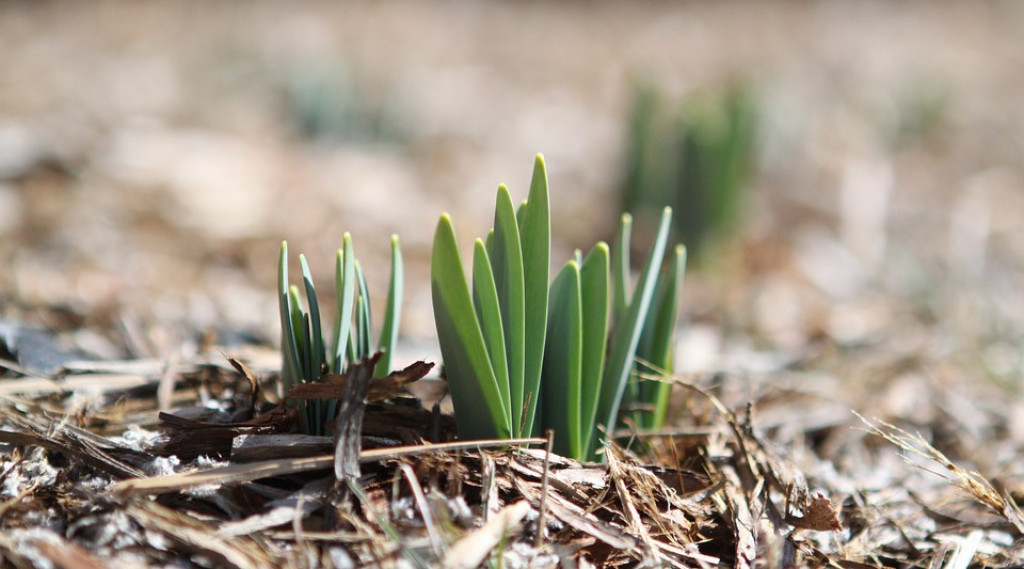 Afbeelding bij Natuurlijke tuinverzorging: Voordelen van mulchen voor bodemgezondheid en plantengroei.