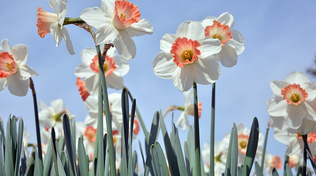 Afbeelding bij Narcis / Paasbloemen  (soort)