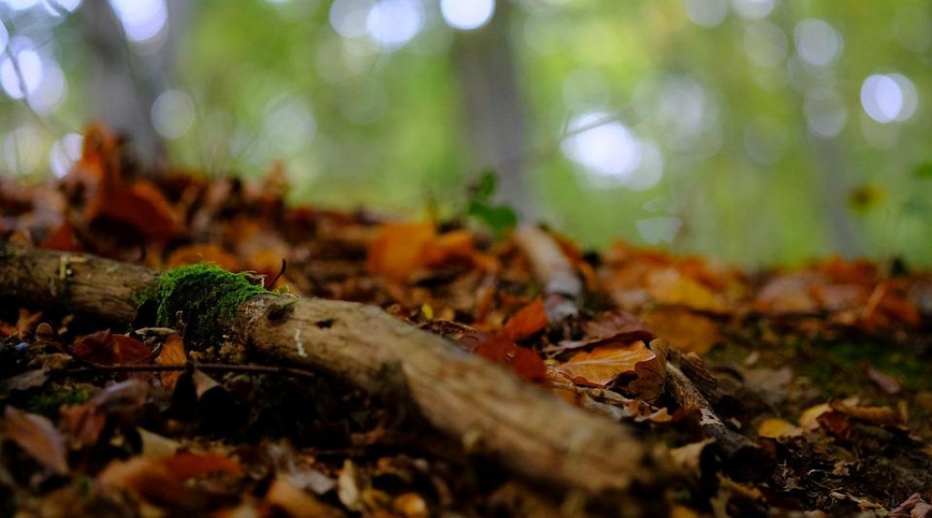 Afbeelding bij Omgevallen bomen zijn goed voor de natuur