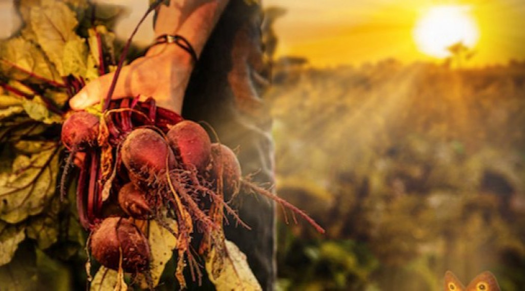 Afbeelding bij Film over biodiversiteit onder het maaiveld - Een gezond bodemleven is essentieel voor natuurlijke bodemfuncties