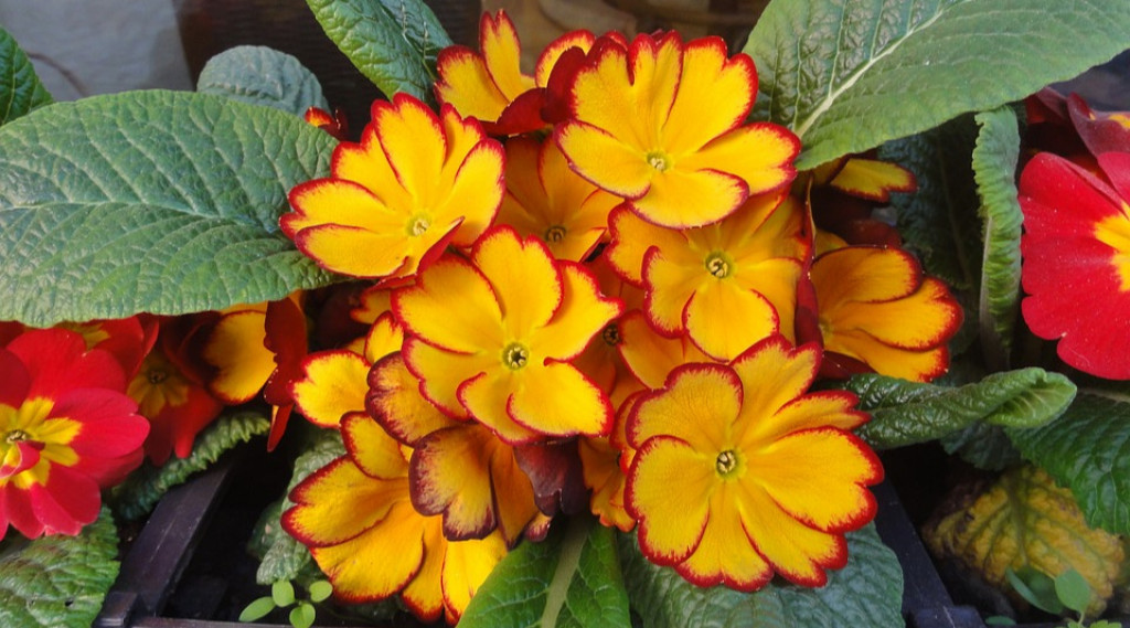 Afbeelding bij Primula / Sleutelbloem soorten | perkplanten en zomerbloeiers