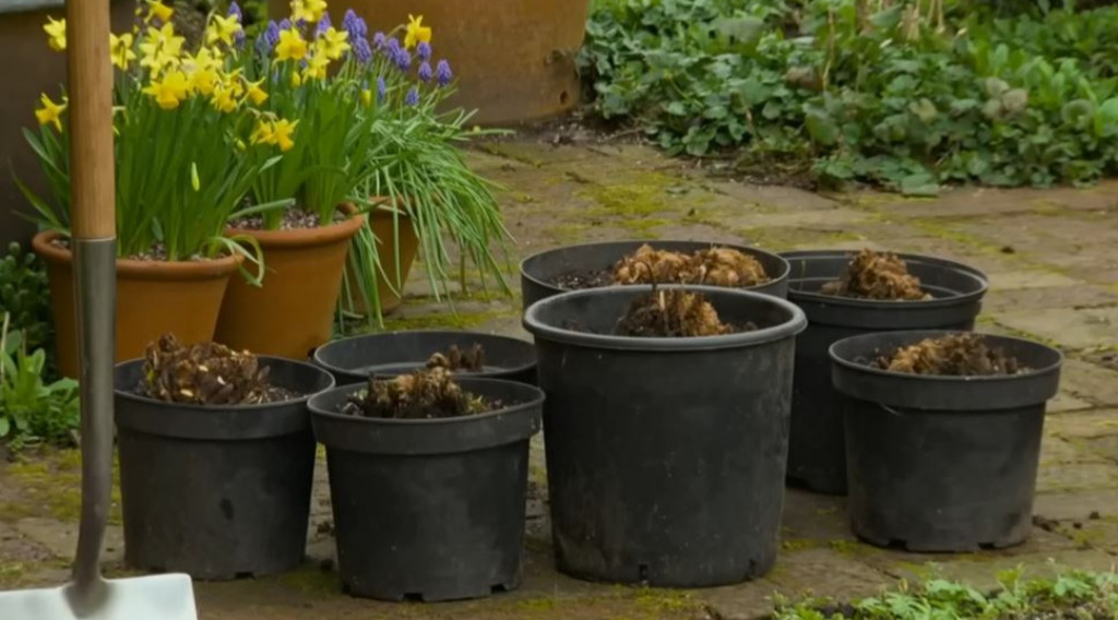 Afbeelding bij Seizoen 2024  Gardeners' World - aflevering 2 een mix van praktisch tuinadvies en inspirerende tuinbezoeken