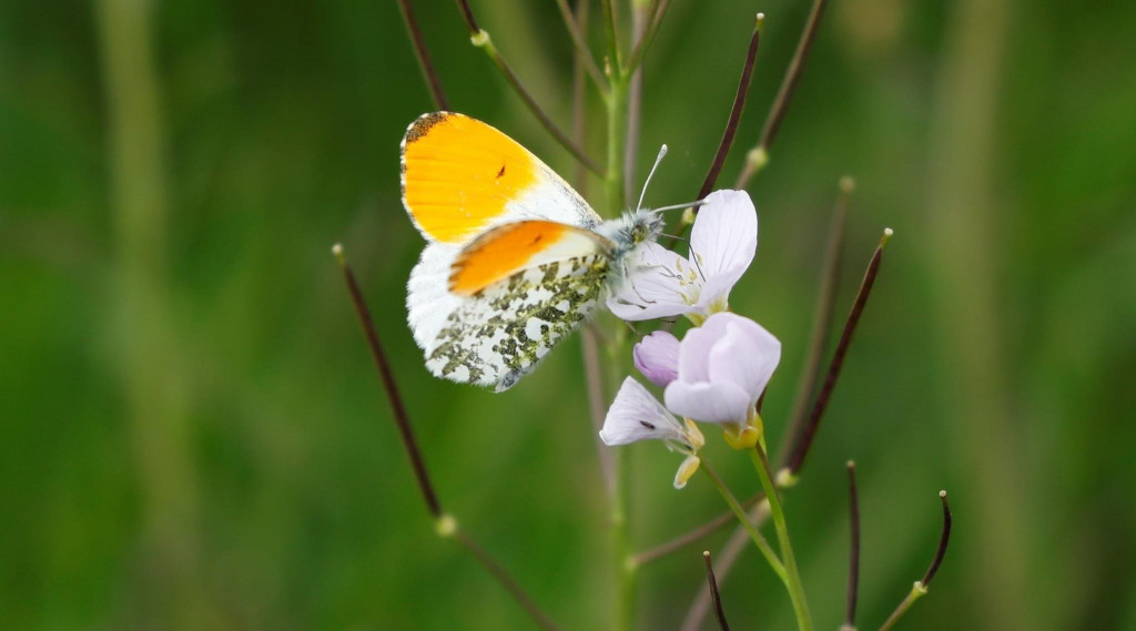 Afbeelding bij Ontdek de inheemse waardplant: de Pinksterbloem (Cardamine pratensis)