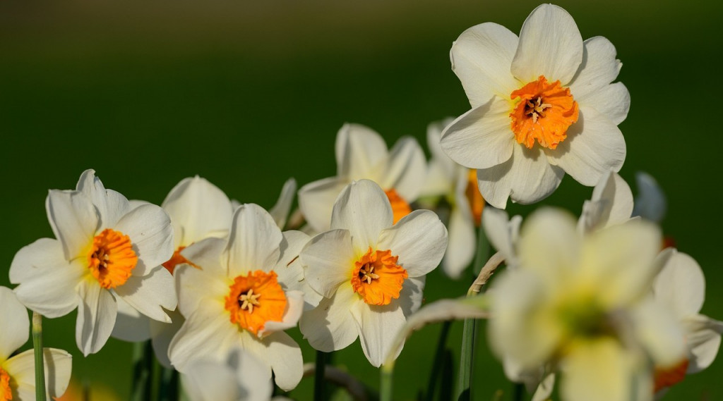 Afbeelding bij Plantlijst; De mooiste narcis soorten voor elke lentetuin.