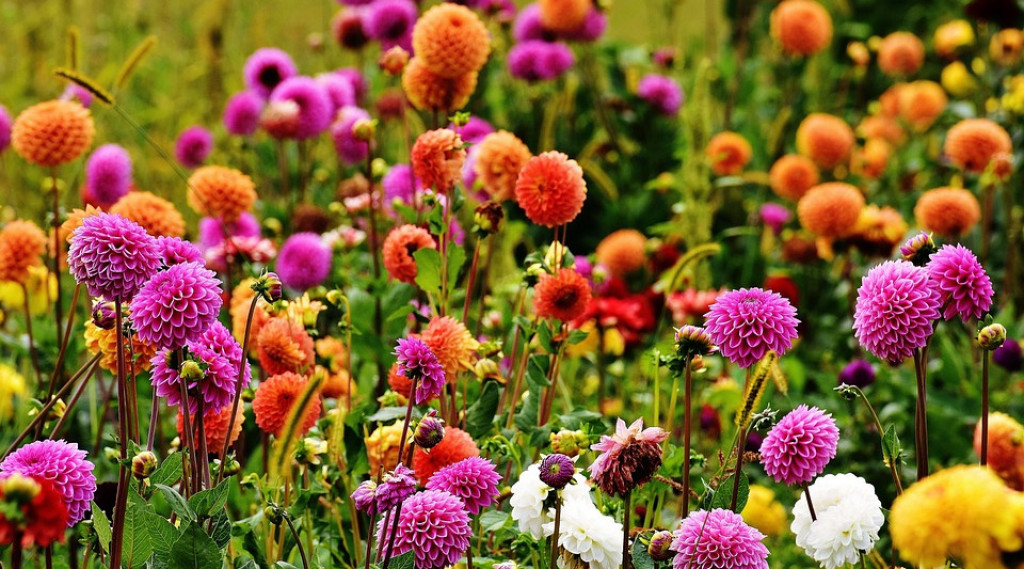 Afbeelding bij Dahlia steeds populairder - Ze heeft duizenden gezichten