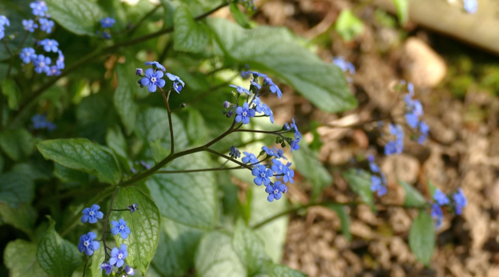 Afbeelding bij Kaukasische vergeet-mij-nietje - opvallende bladplanten voor de schaduwtuin